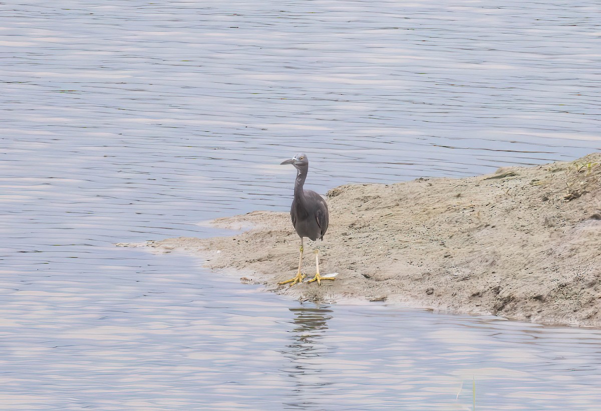 Pacific Reef-Heron - Archer Wang