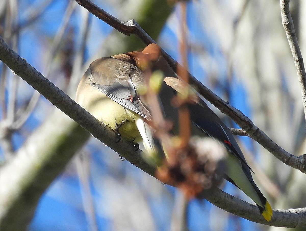 Cedar Waxwing - ML618239757