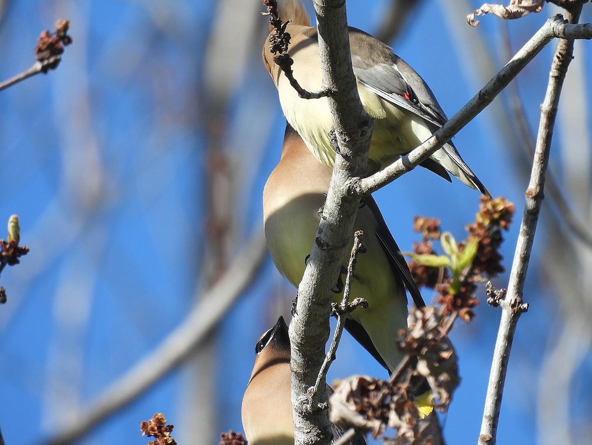 Cedar Waxwing - ML618239758