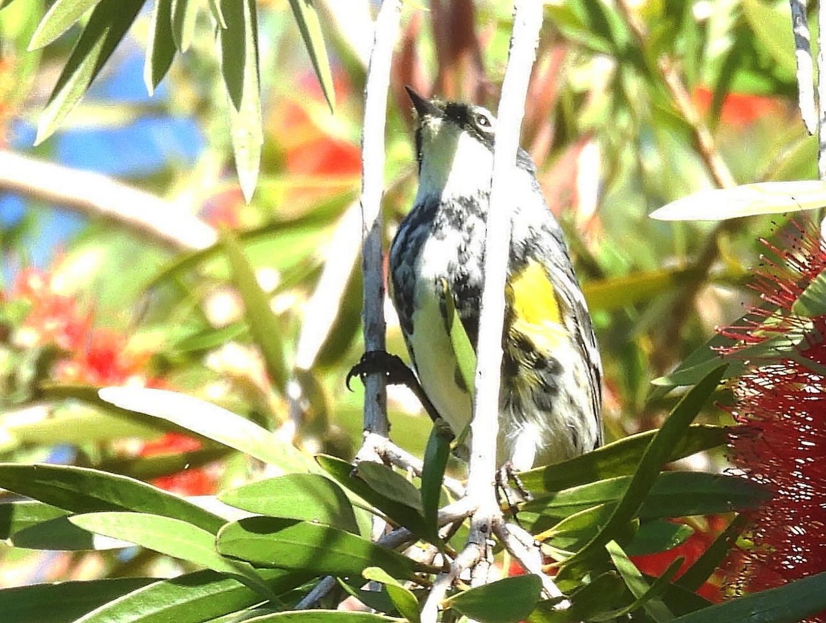 Yellow-rumped Warbler (Myrtle) - Nick & Jane