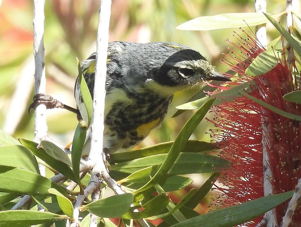 Yellow-rumped Warbler (Myrtle) - Nick & Jane