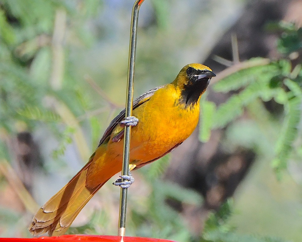 Hooded Oriole - Ted Wolff