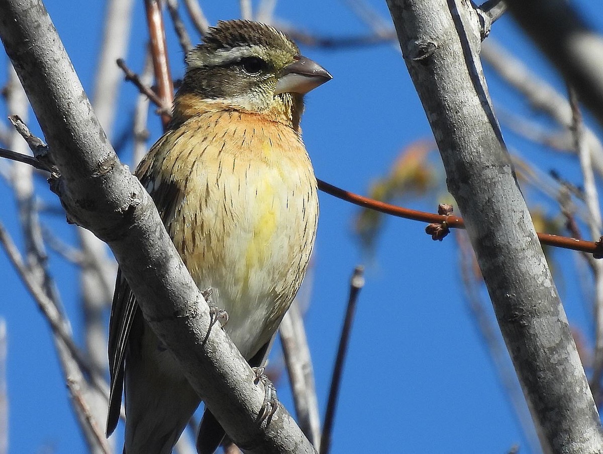 Black-headed Grosbeak - Nick & Jane