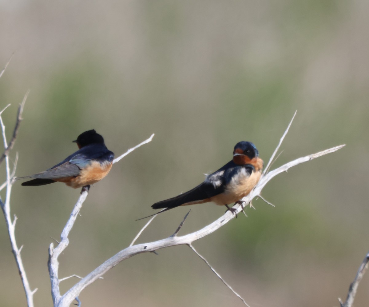 Barn Swallow - Kathryn Mattingly