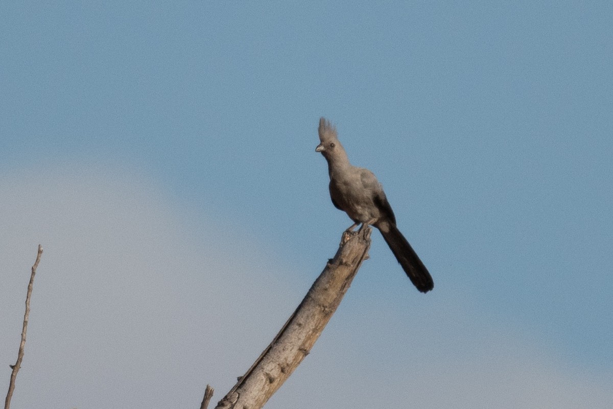 Gray Go-away-bird - Ross Bartholomew