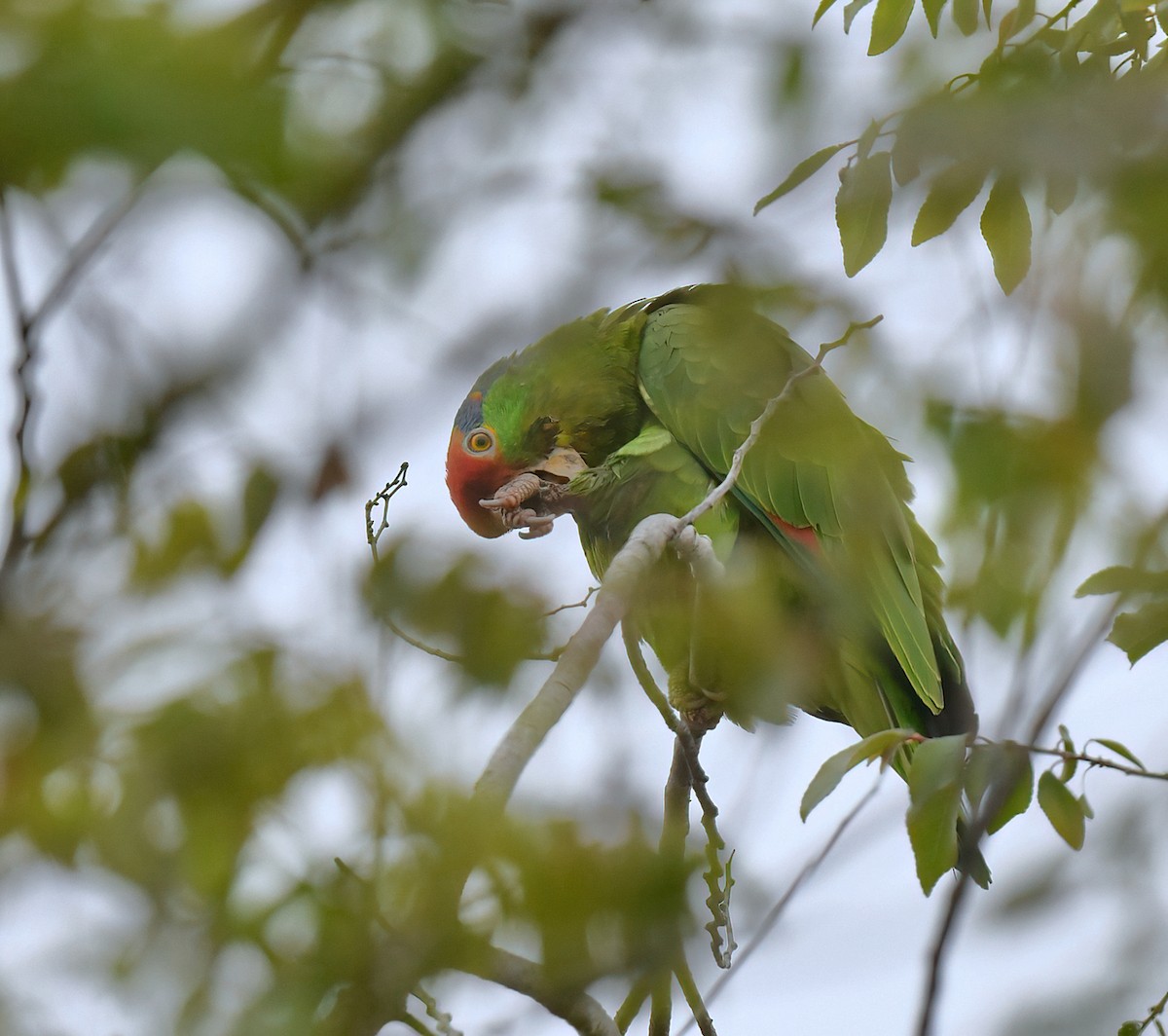 Amazona sp. - Barbara Wise