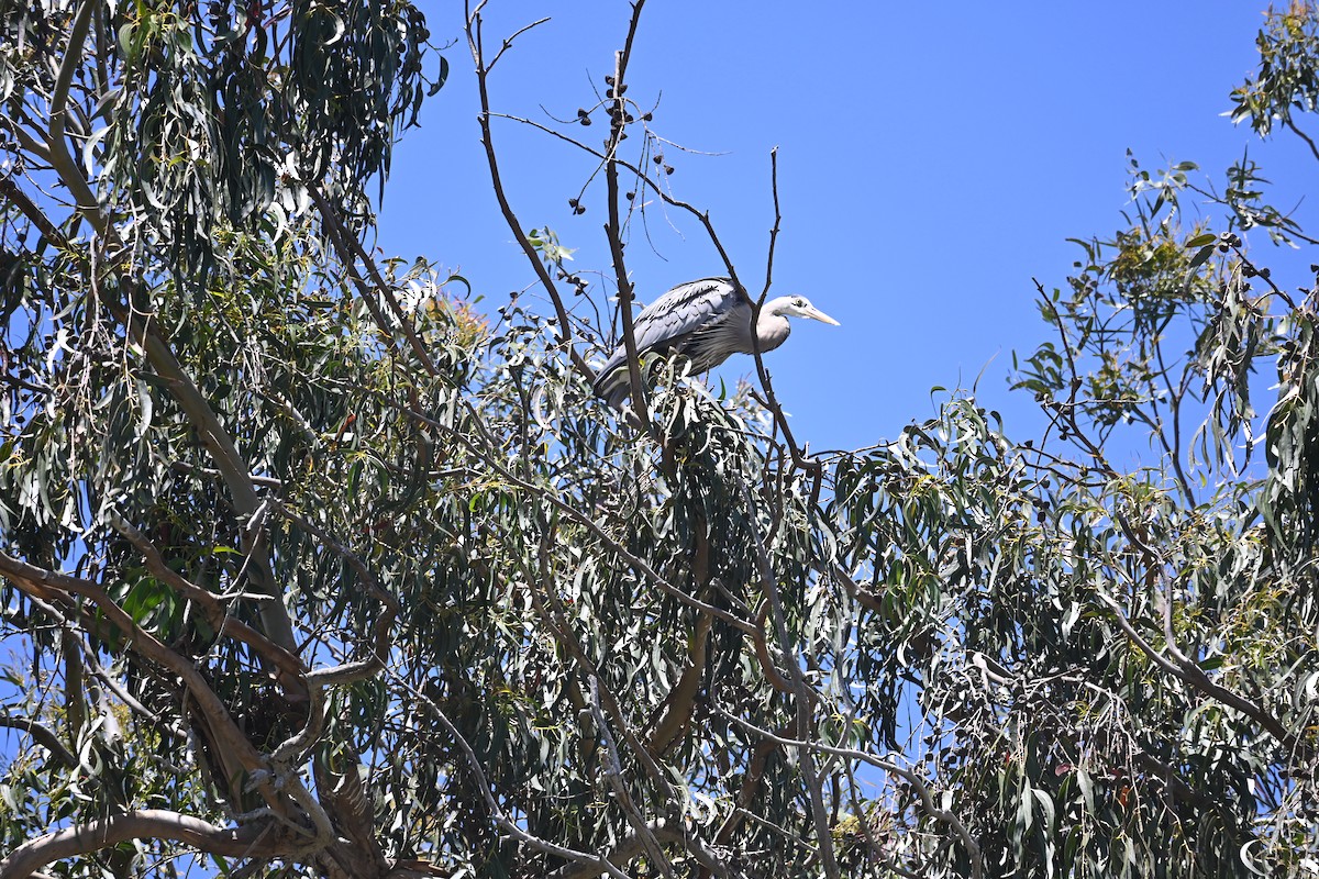 Great Blue Heron - Barbara Karagosian