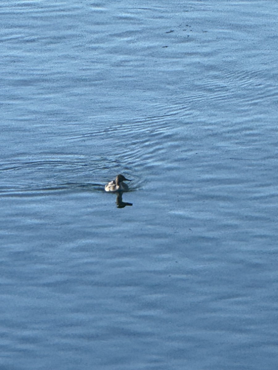 Red-breasted Merganser - ML618239846