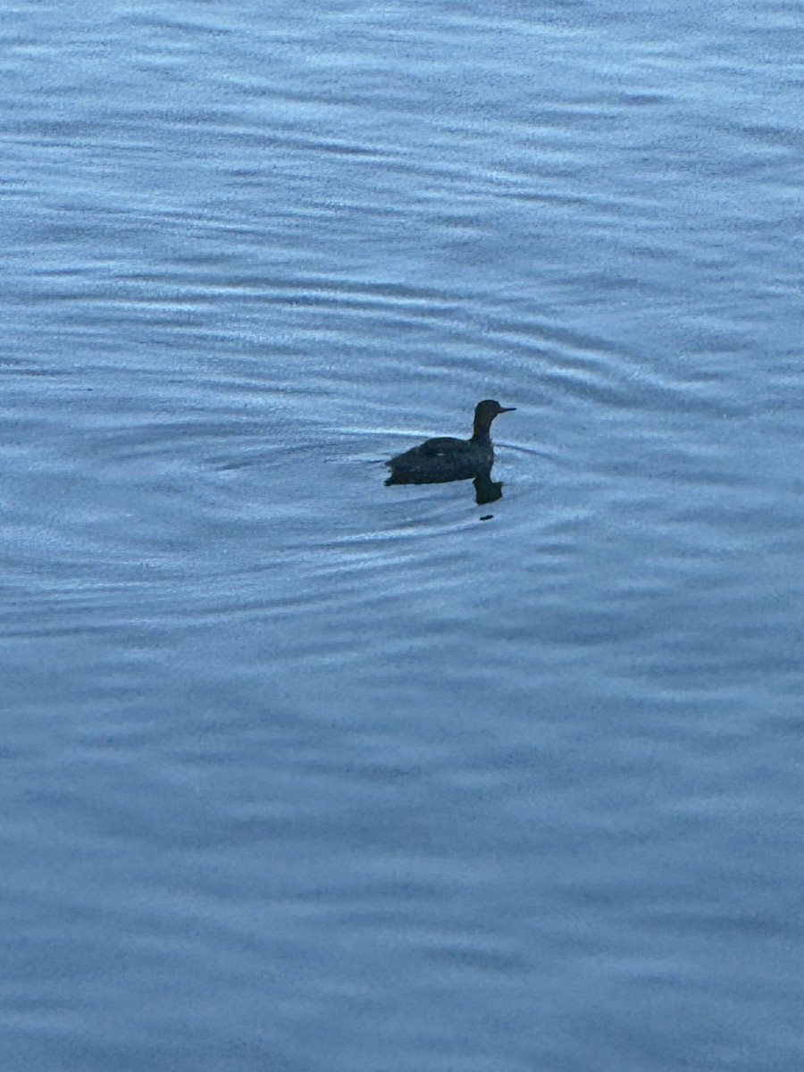 Red-breasted Merganser - ML618239847