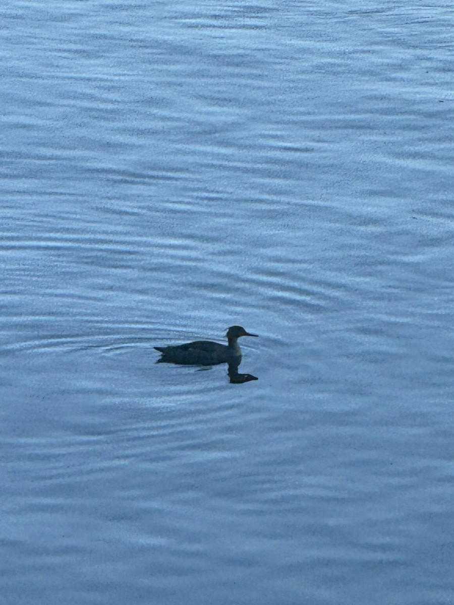 Red-breasted Merganser - ML618239848