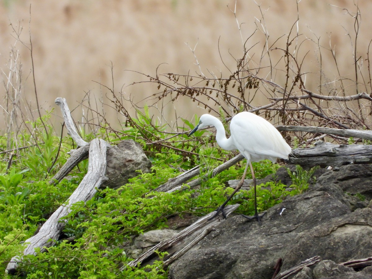 Great Egret - Elizabeth Irwin