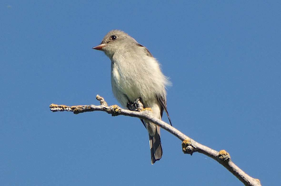 Western Wood-Pewee - D Krajnovich