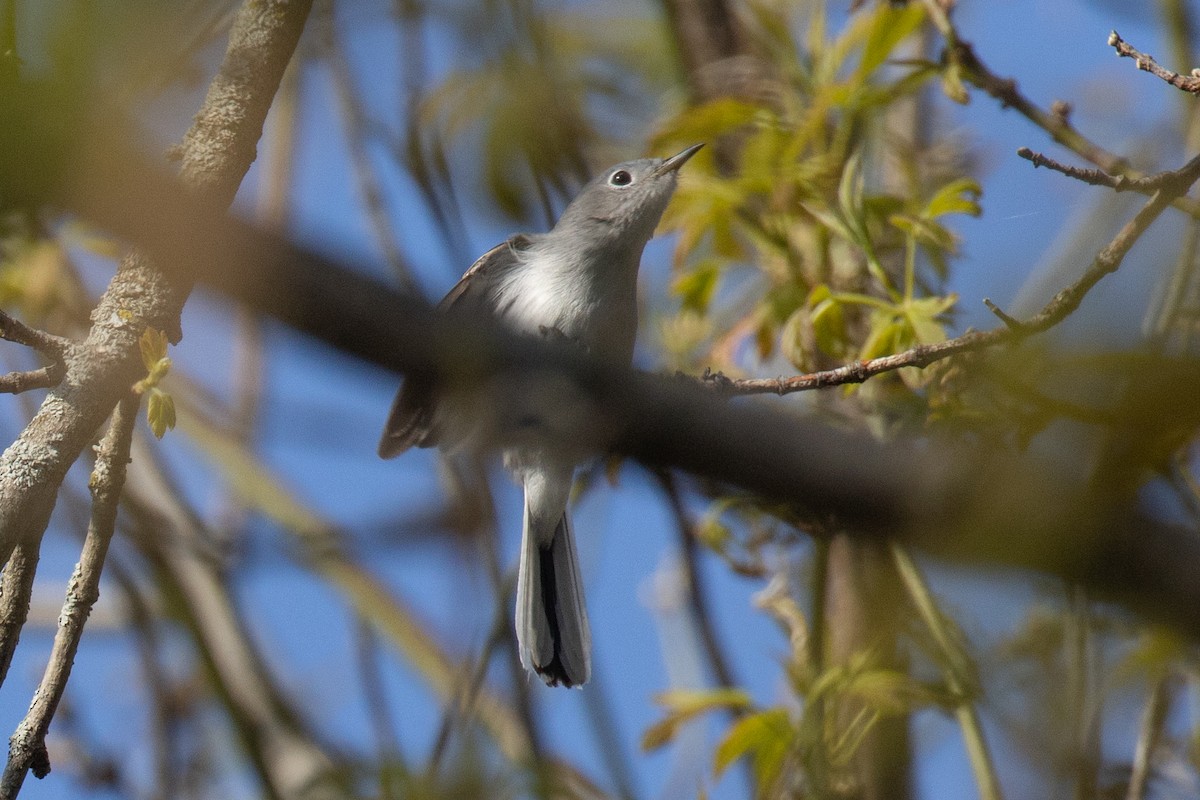 Blue-gray Gnatcatcher - Christine Mason