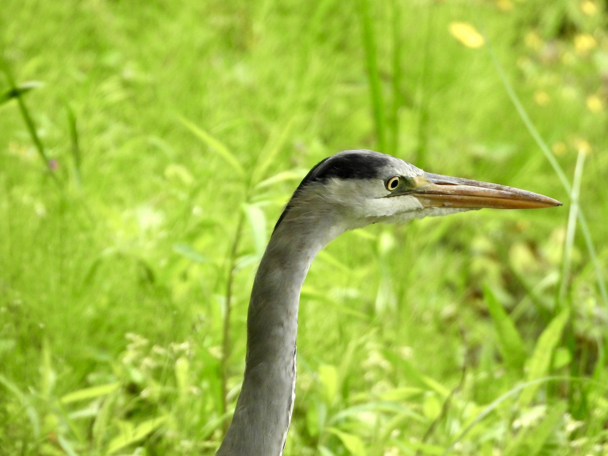 Gray Heron - Elizabeth Irwin