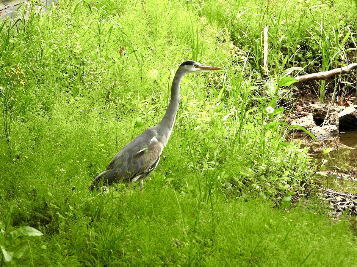 Gray Heron - Elizabeth Irwin