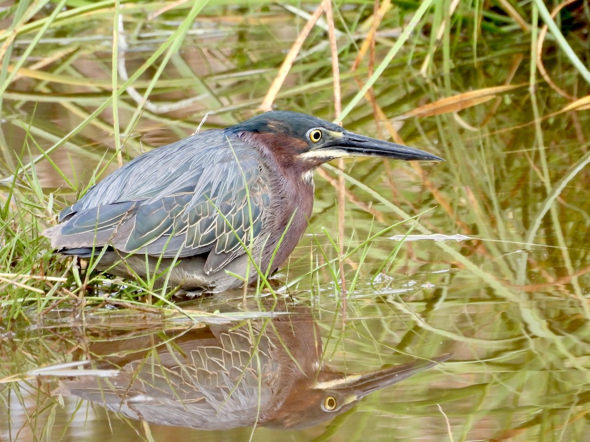 Green Heron - Jeffrey Olsson