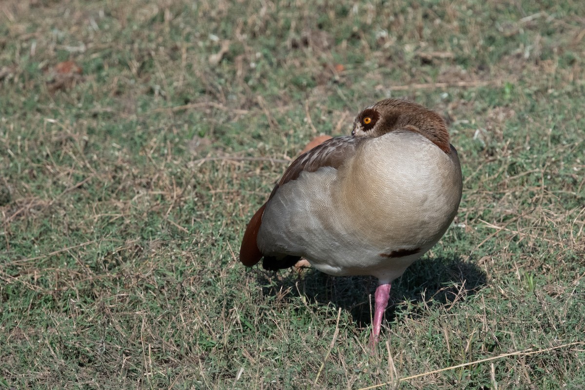 Egyptian Goose - ML618239923