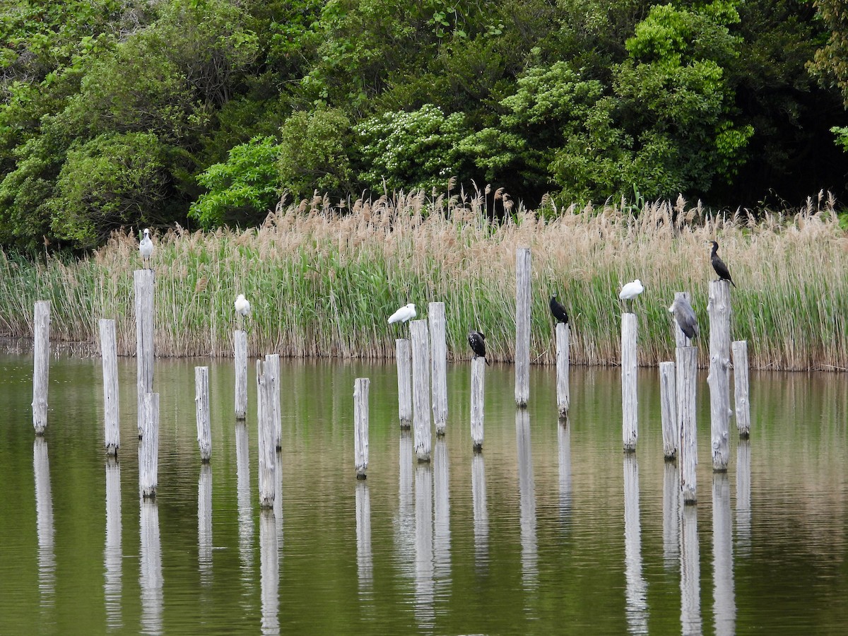 Black-faced Spoonbill - Elizabeth Irwin