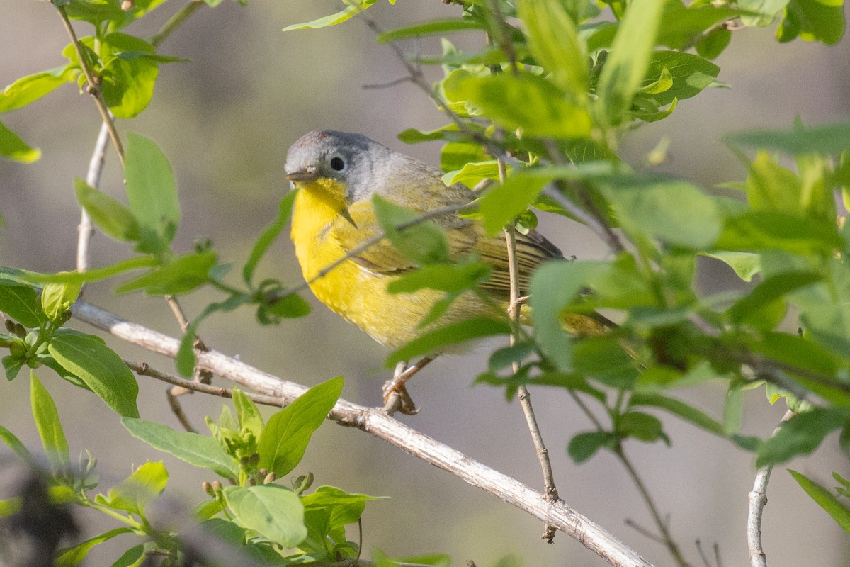 Nashville Warbler - Christine Mason