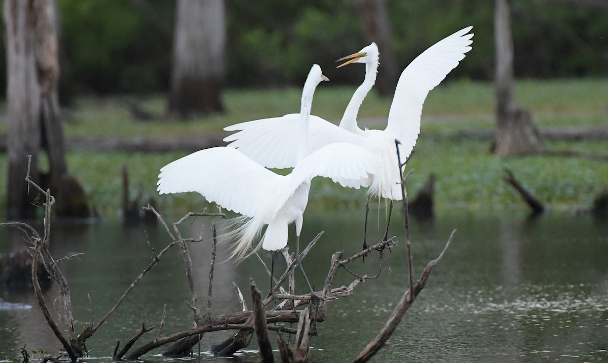 Great Egret - Ewa Greene