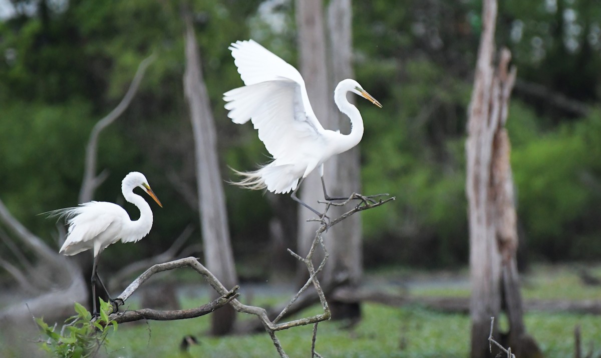 Great Egret - Ewa Greene