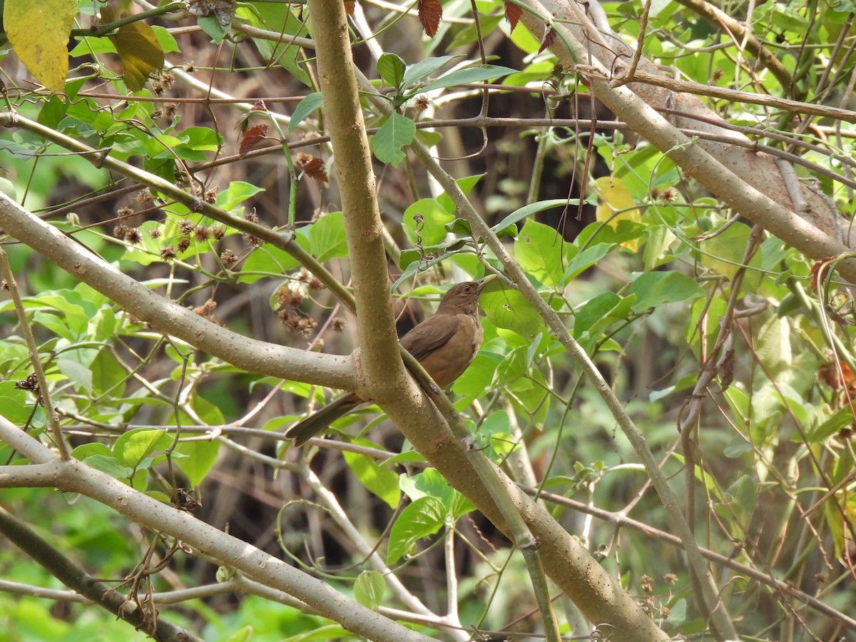 Clay-colored Thrush - María Eugenia Paredes Sánchez