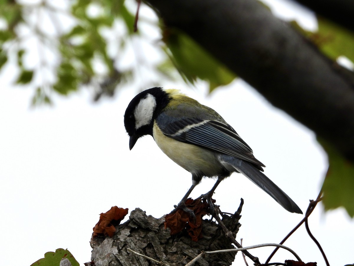 Japanese Tit - Elizabeth Irwin