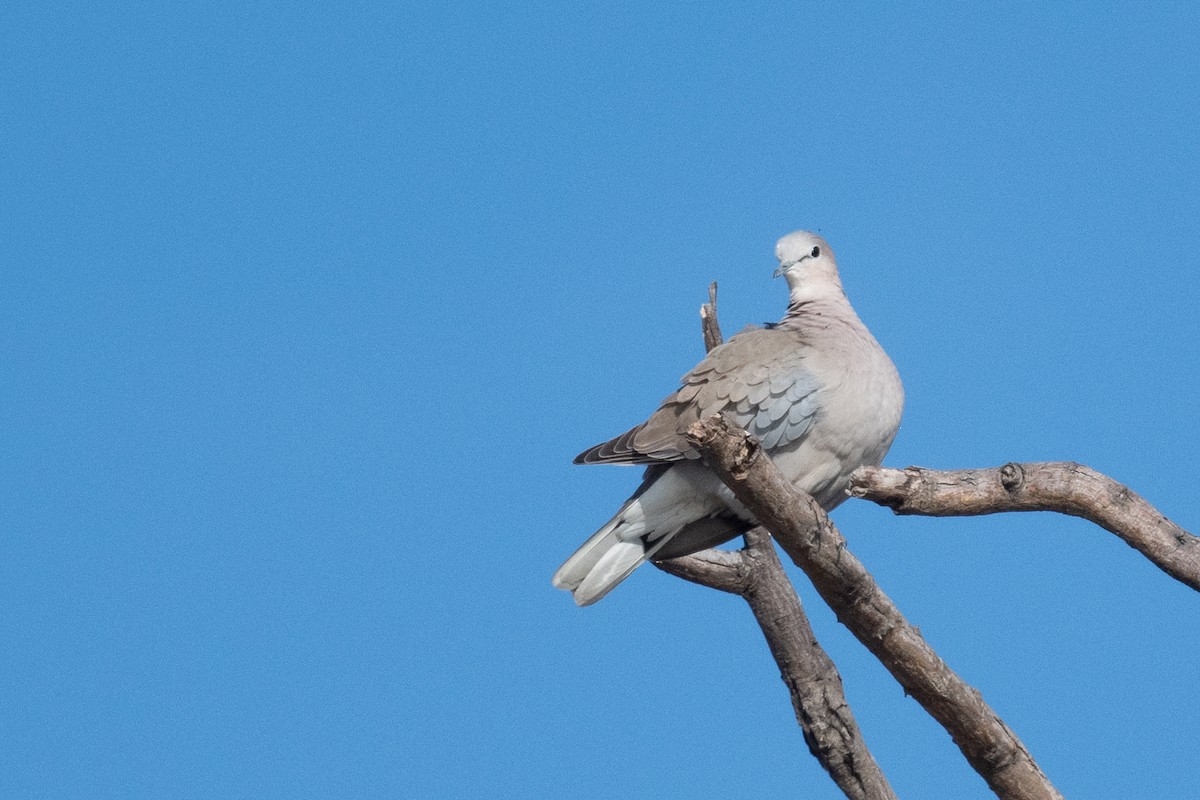 Ring-necked Dove - Ross Bartholomew