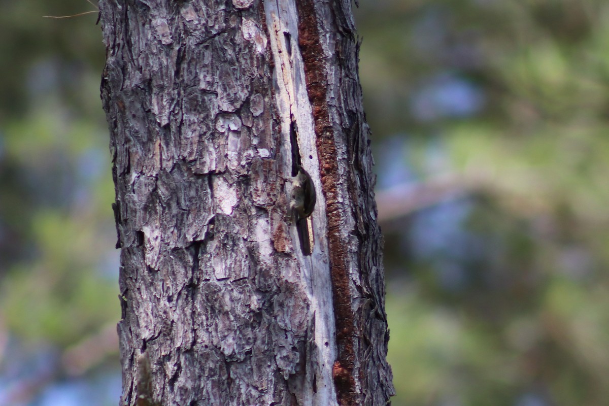 Brown-headed Nuthatch - Ty Sharrow