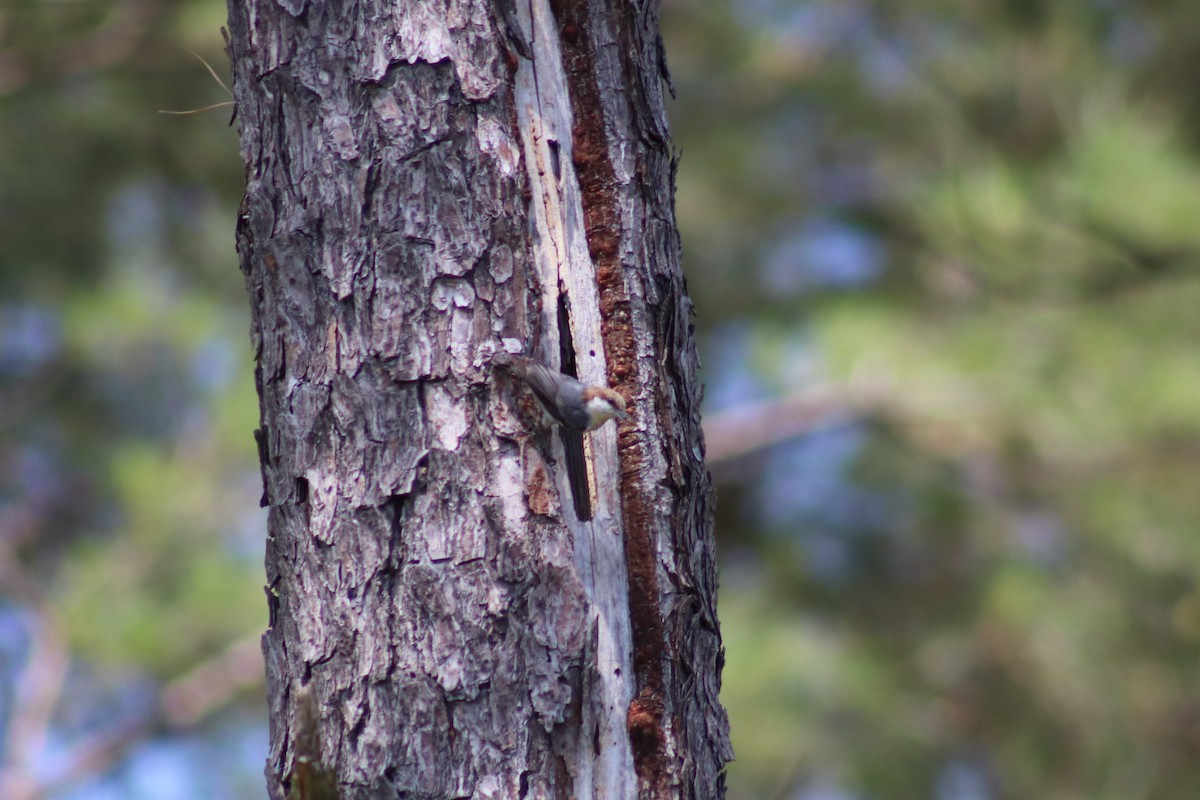 Brown-headed Nuthatch - ML618240020