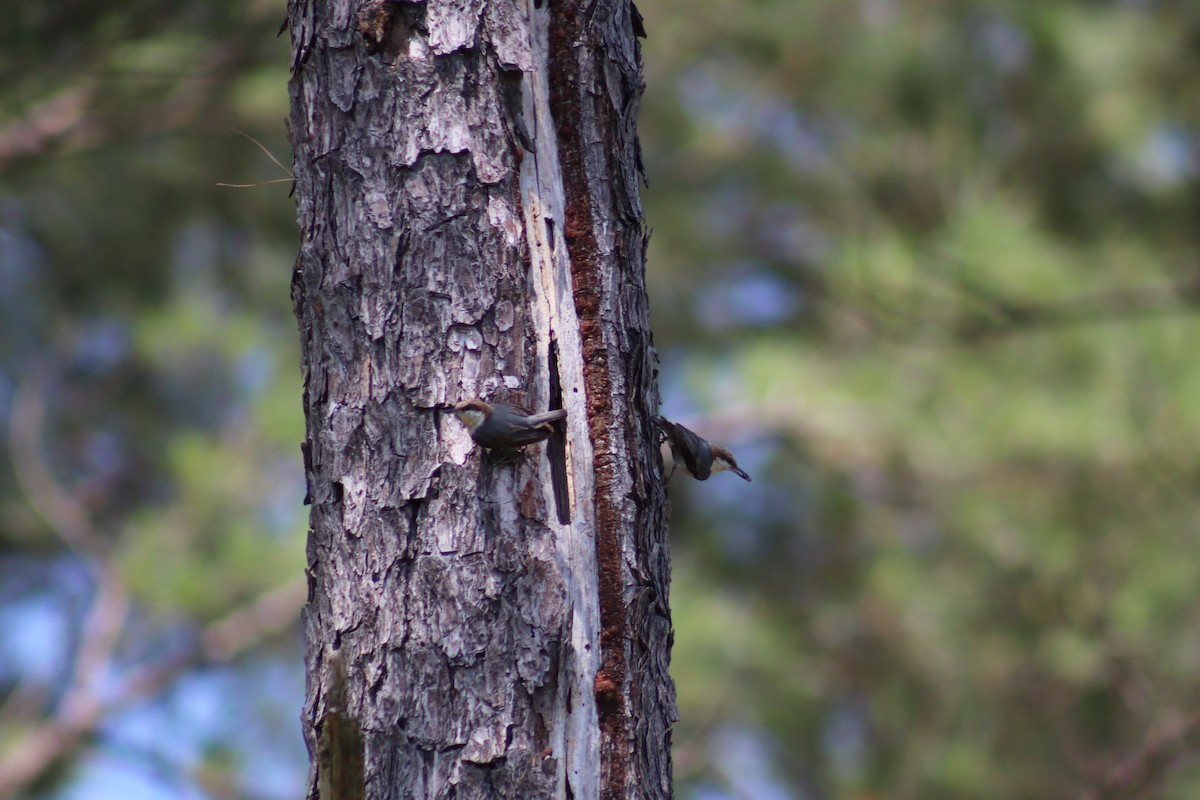 Brown-headed Nuthatch - Ty Sharrow