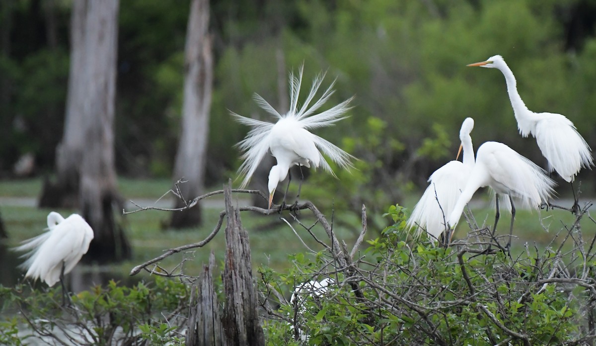 Great Egret - Ewa Greene