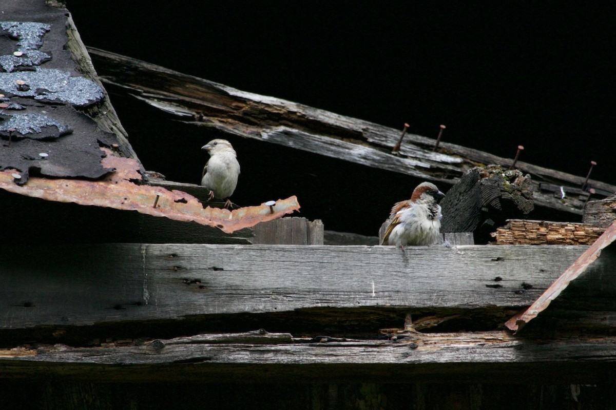 House Sparrow - Loyan Beausoleil