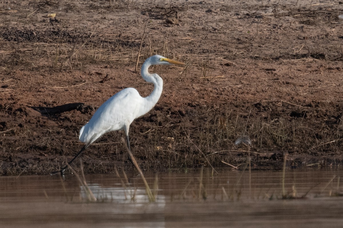 Great Egret - Ross Bartholomew