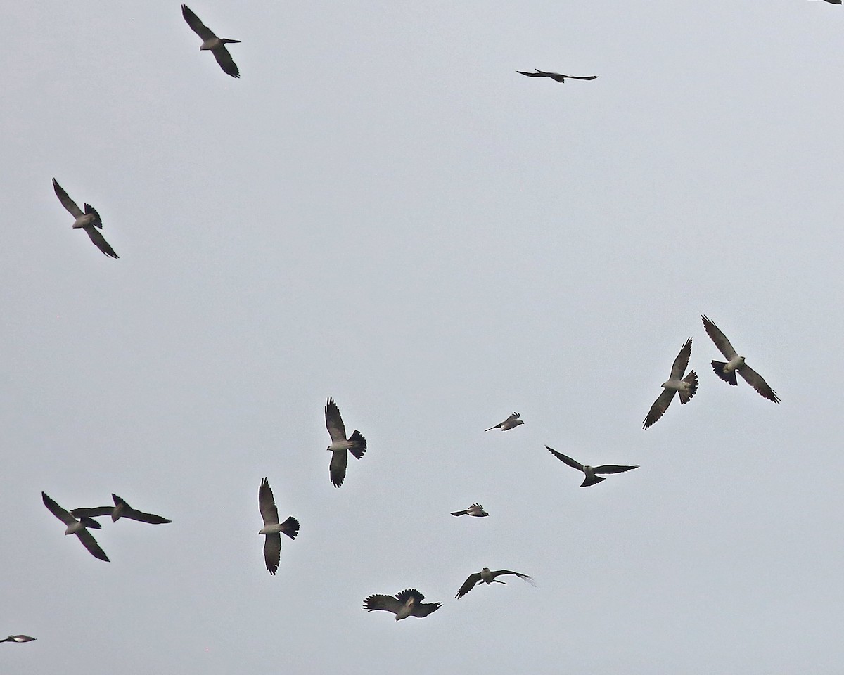 Mississippi Kite - Marceline VandeWater