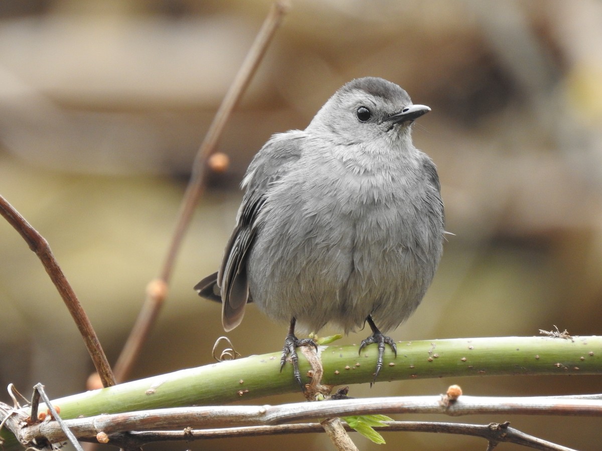 Gray Catbird - ML618240051