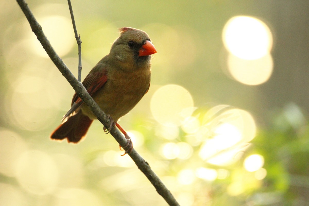 Northern Cardinal - ML618240055