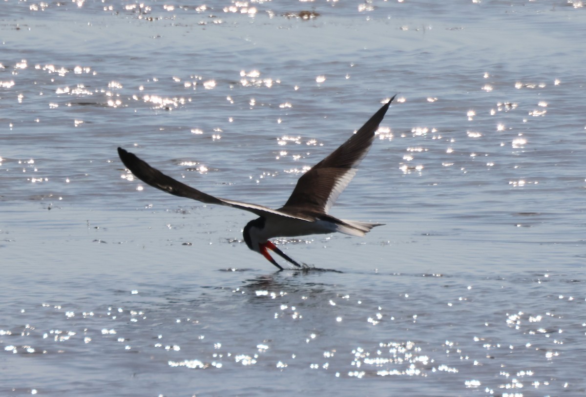 Black Skimmer - Kathryn Mattingly