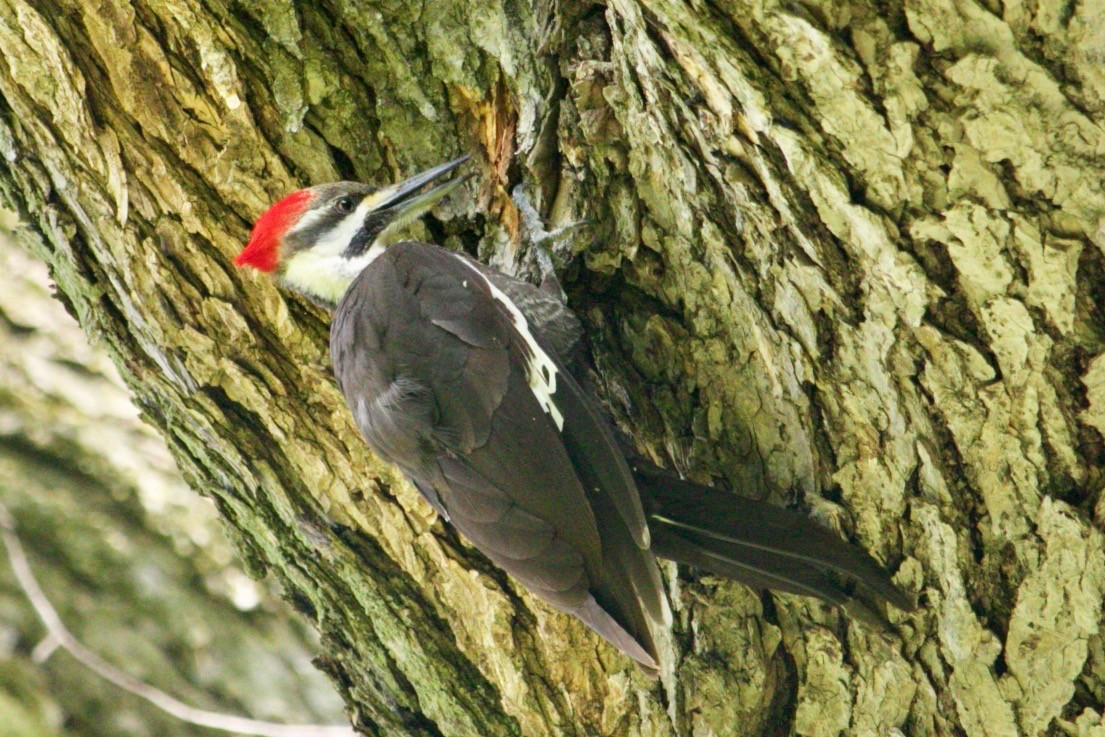 Pileated Woodpecker - Loyan Beausoleil