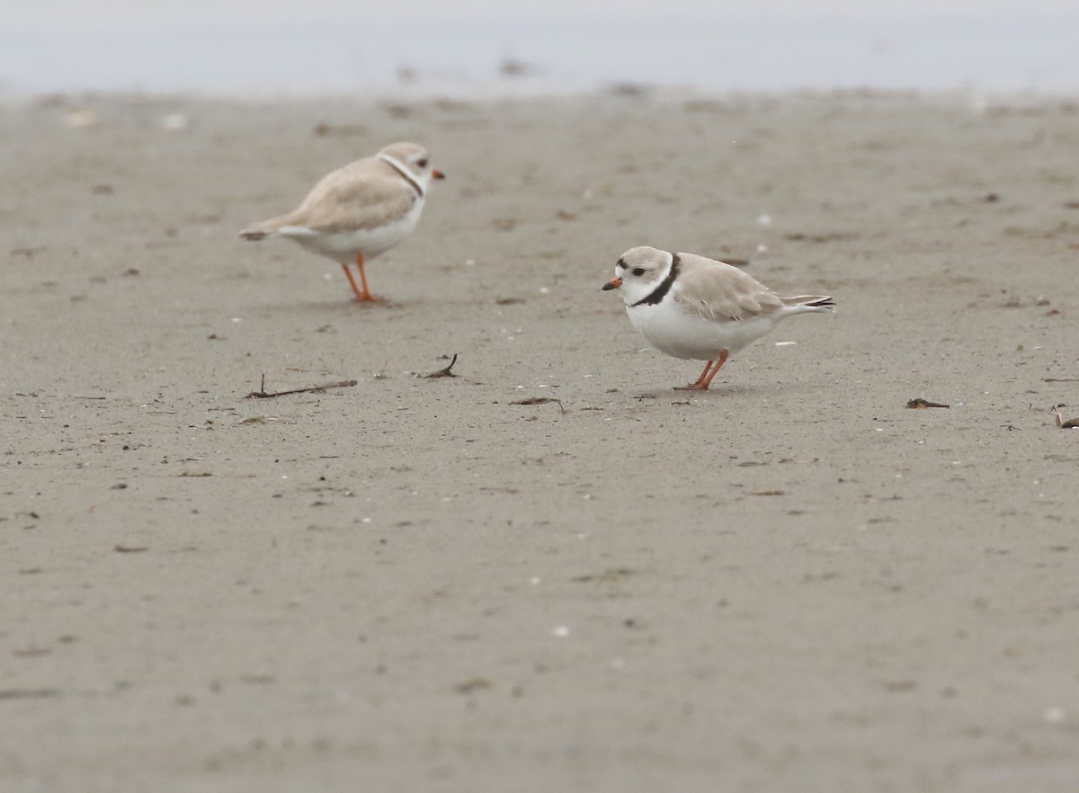 Piping Plover - Denise  McIsaac
