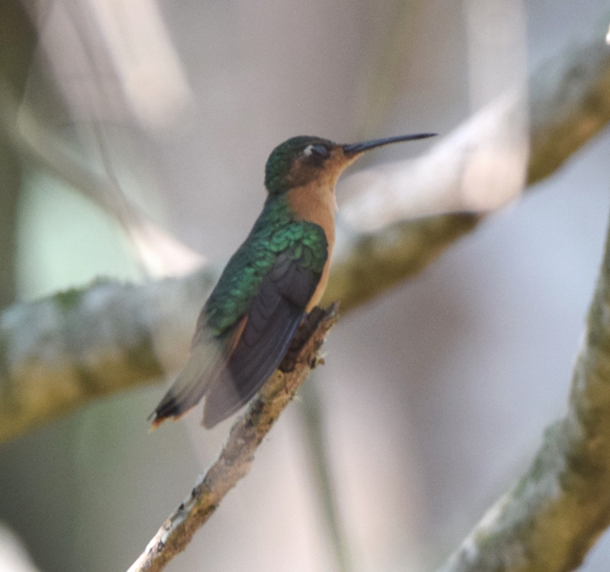 kolibřík pestroocasý - ML618240068