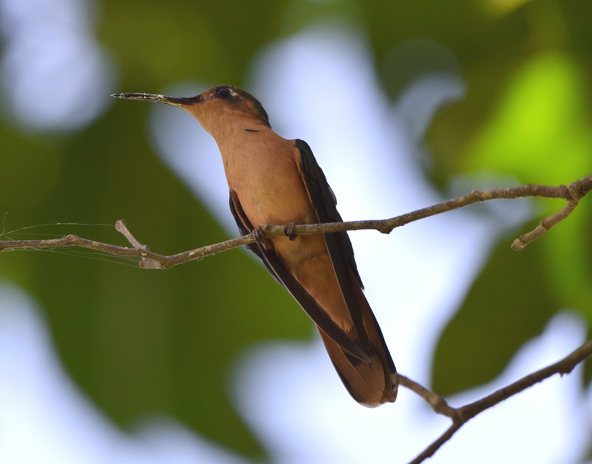 kolibřík pestroocasý - ML618240069