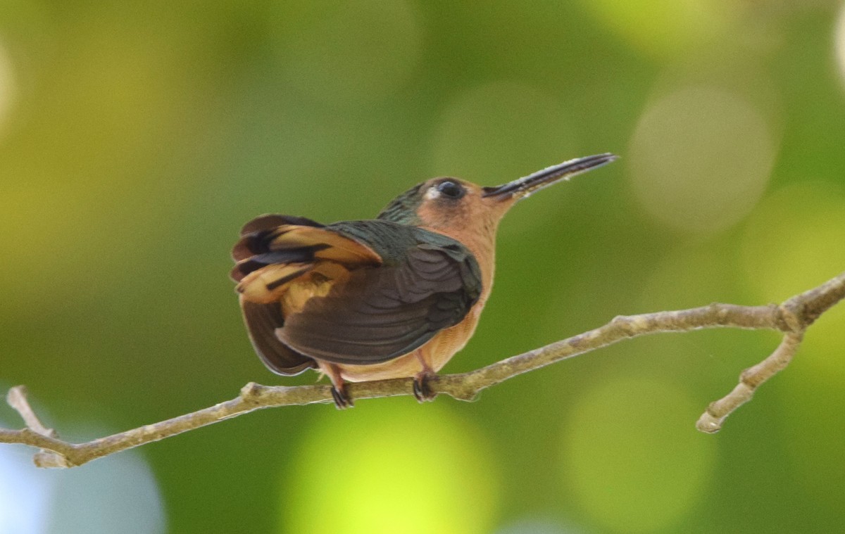 kolibřík pestroocasý - ML618240070