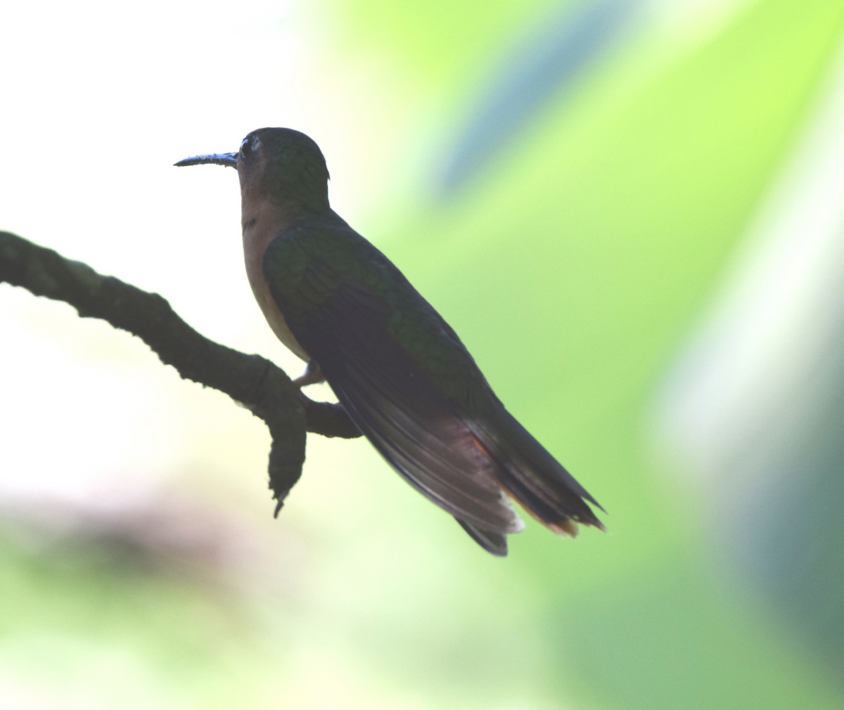 kolibřík pestroocasý - ML618240072