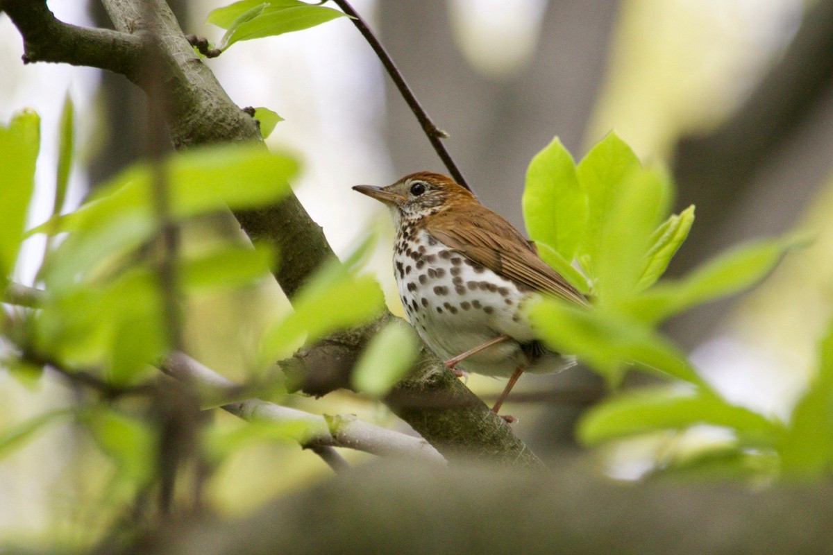 Wood Thrush - Loyan Beausoleil