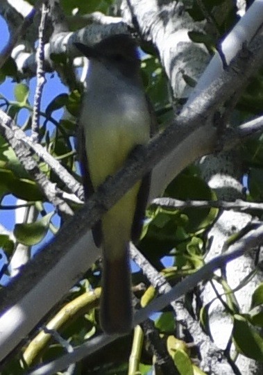 Brown-crested Flycatcher - ML618240090