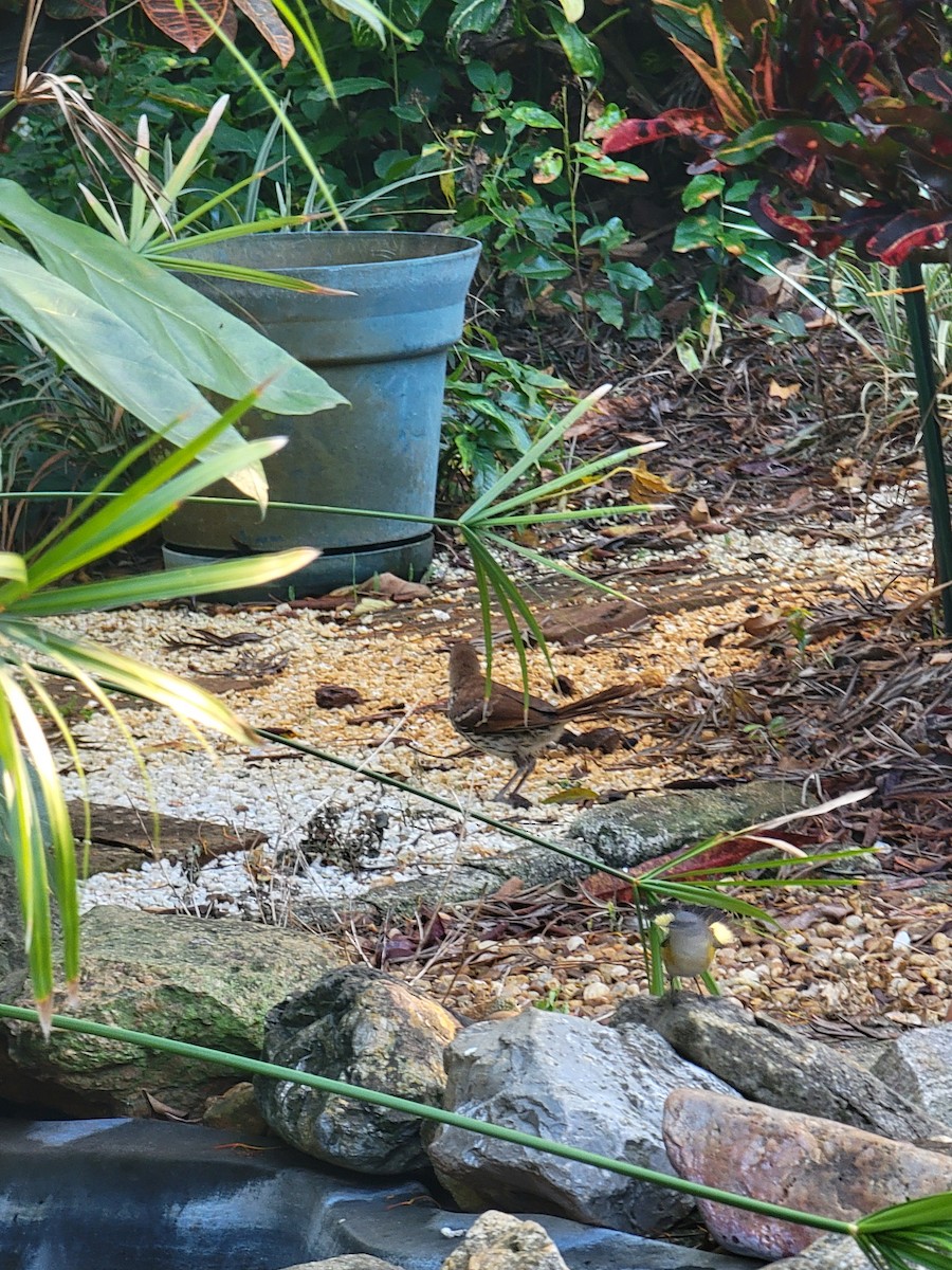 Brown Thrasher - Catherine Stergeos