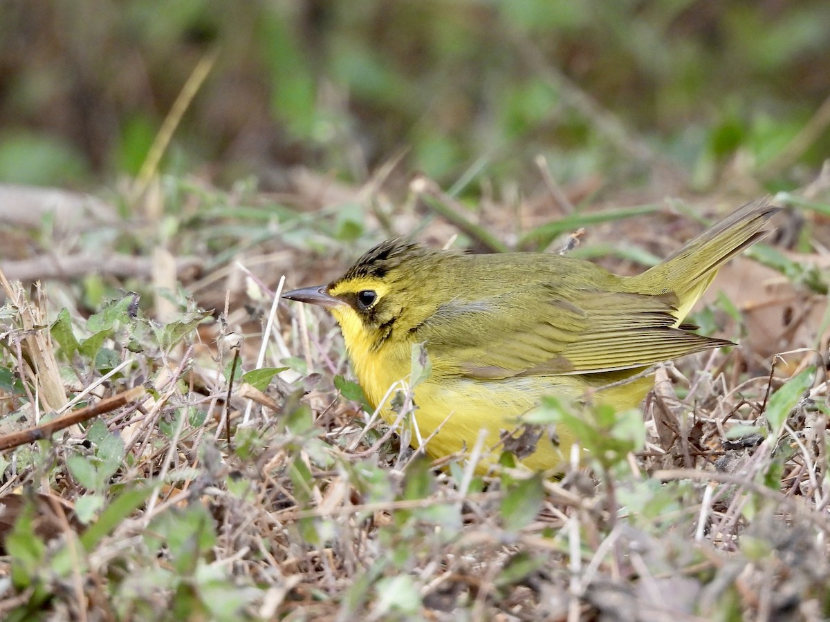 Kentucky Warbler - Jeffrey Olsson