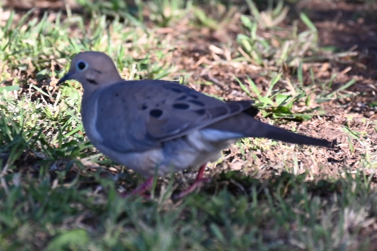 Mourning Dove - Joe Cochran