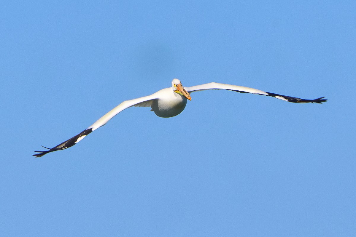 American White Pelican - Allen Woodliffe